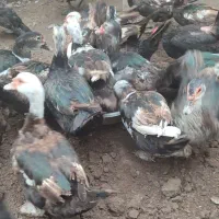 اردک اسرائیلی|حیوانات مزرعه|رشت, خواهر امام|دیوار