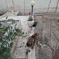 مرغ و خروس رسمی