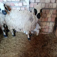 میش بره و میش آبستن