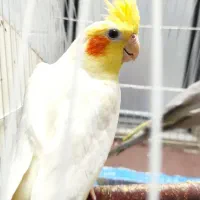 عروس هلندی
