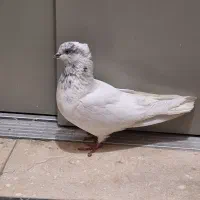 کبوتر کله ای