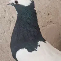 طوق سیاه نر