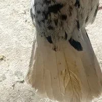 فروش هفت رنگ دم سفید نر پریده|پرنده|رفسنجان, |دیوار