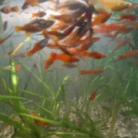 گوپی و دم شمشیری