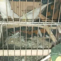 عروس هلندی|پرنده|سوسنگرد, |دیوار