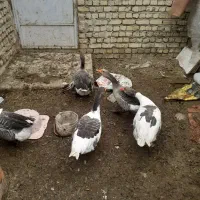 غاز نر ماده یک سال کمتر