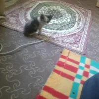 واگذاری گربه|گربه|قم, بنیاد|دیوار