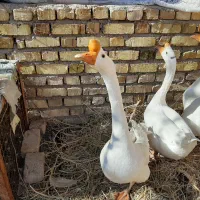 قوغاز|حیوانات مزرعه|ضیاء آباد, |دیوار