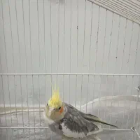 عروس هلندی نروماده