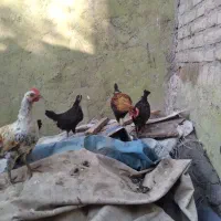 جوجه گلین لری اصل