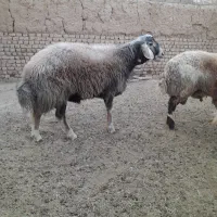بره قوچی