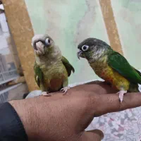 گرینچک|پرنده|سراوان, |دیوار