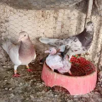 سه جفت سار با ماده بزک