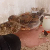 مجموعه جوجه گلپاکرمان(هوتک)