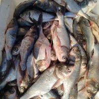 ماهی تازه|خوردنی و آشامیدنی|مشهد, کارمندان دوم|دیوار