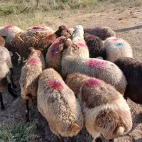 18 راس گوسفند جوان داشتی مهربانی