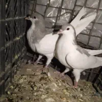 تعدادی کبوتر نابلد|پرنده|خاش, |دیوار