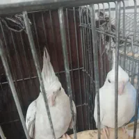 طوطی عروس هلندی مولد
