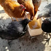 جوجه بزرگ