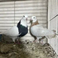 طوقی|پرنده|بافق, |دیوار