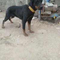 سگ رودوایلر