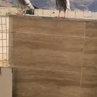 دو تا کبوتر پلاکی مسافتی قیمت توافقی|پرنده|مرودشت, ابوذر جنوبی|دیوار