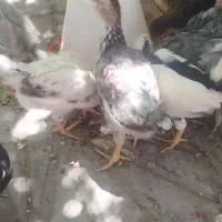جوجه گلین