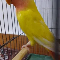طوطی برزیلی