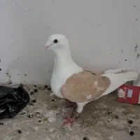 دوکت ماده