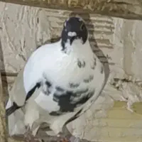 کفتر