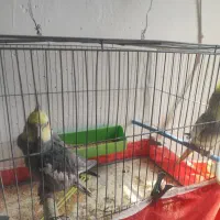 نر و ماده عروس هلندی