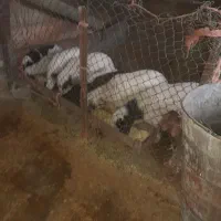 میش وبره دان خور