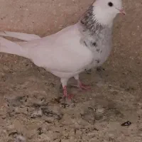 کبوتر|پرنده|بهبهان, |دیوار