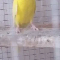 مرغ عشق  فروشی