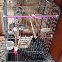 یک جفت عروس هلندی با قفس سخنگو|پرنده|ساری, |دیوار