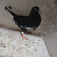 کبوتر|پرنده|قم, کلهری|دیوار