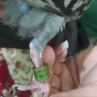 جوجه پلاکی سه پره