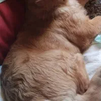 واگذاری یک قلاده سگ نژاد شیتزو|سگ|اردبیل, |دیوار