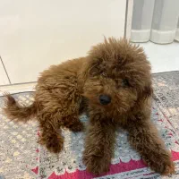 ‌پودل وارداتی رد اصیل نر