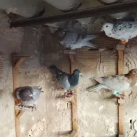 سار کله هما -پشت سار -شامی کرمانی