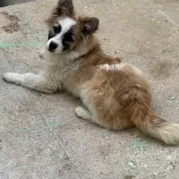 سگ ۹ماهه نر