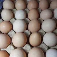 تخم مرغی و اردکی تازه تعداد بالا