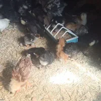 جوجه محلی ۱۰ روزه