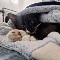 واگذاری گربه ( رایگان )