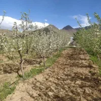 هرس کردن و پیوند  انواع درختان میوه