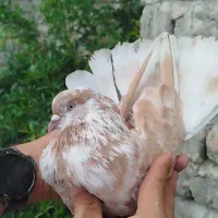 کبوتر گرگی زرد نر