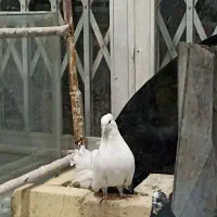 کفتر سالم|پرنده|قم, باجک دو|دیوار