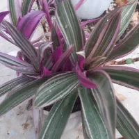 هدیه روز مادر|گل و گیاه طبیعی|گلبهار, شهر جدید گلبهار|دیوار