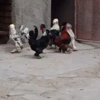 خروس با لغ جوان زینتی|پرنده|سلفچگان, |دیوار