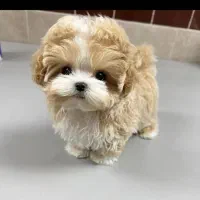 فوضول های رنگارنگ رسید|سگ|شیراز, شهرک گلستان|دیوار